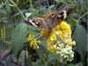 bfly802W8x6.jpg (96283 bytes)